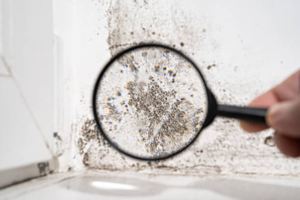 Best Insurance-Related Mold Remediation in East Berwick, PA